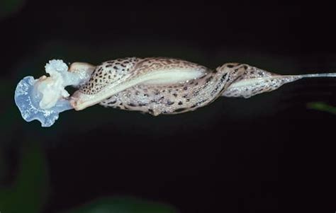 sexy slug|Leopard slugs mate in the most beautifully bizarre way .